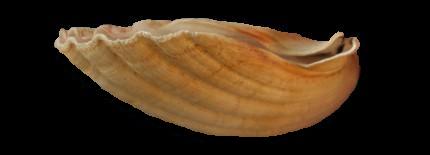 Pecten sulcicostatus